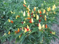 Biberiye Tohumu Türleri ve Özellikleri