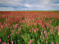 Korunga Tohumu Türleri ve Özellikleri