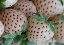 Beyaz Çilek Tohumu Türleri ve Özellikleri