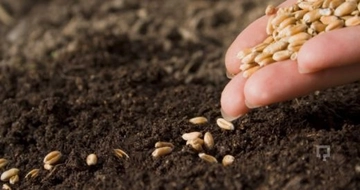 Tohum Ekimi Türleri ve Özellikleri