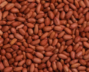 Yer Fıstığı Tohumunun Ekimi