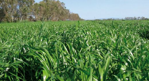 Ryegrass Tohumu