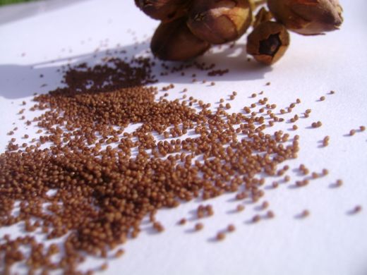 Tütün Tohumu Ekiminin Yapıldığı Yerler?