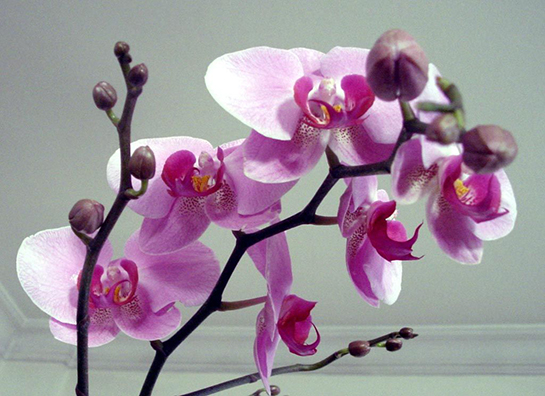 Orkide Tohumu