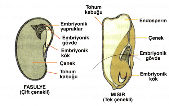 Tohum Kabuu